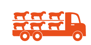 Cattle Transport