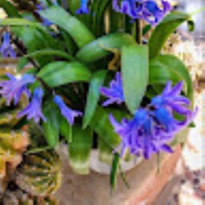 خليل قطاونه